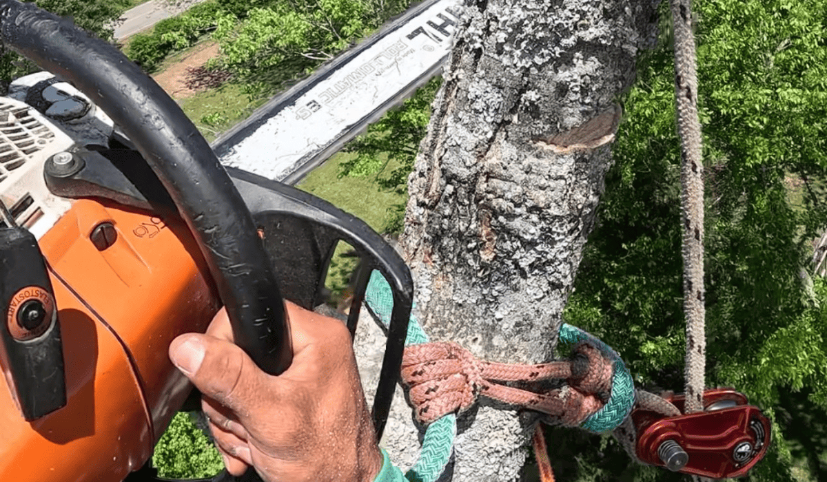 Tree Removal