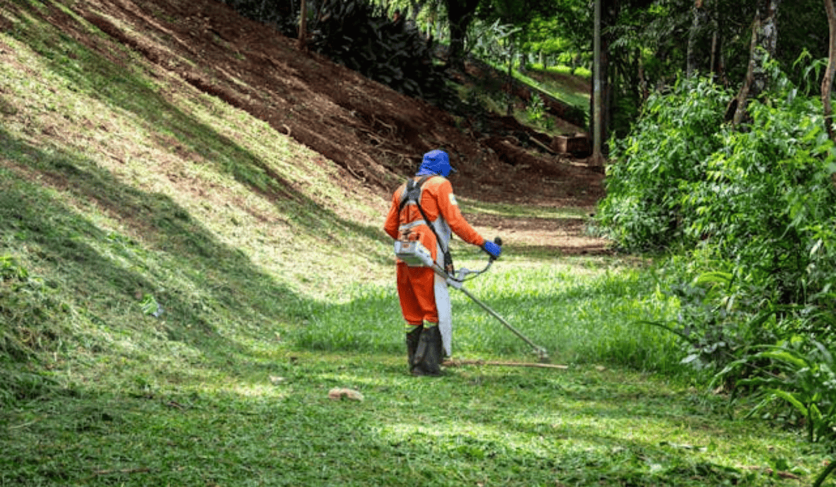 Brush Clearing