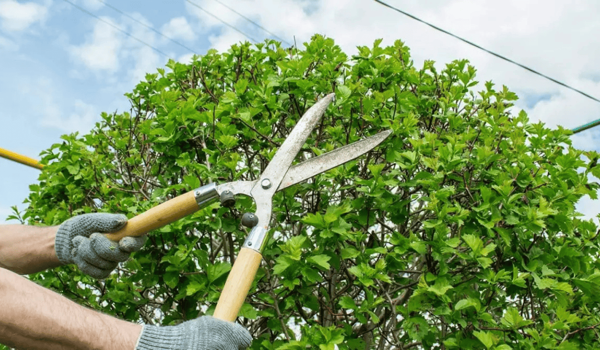 Pruning