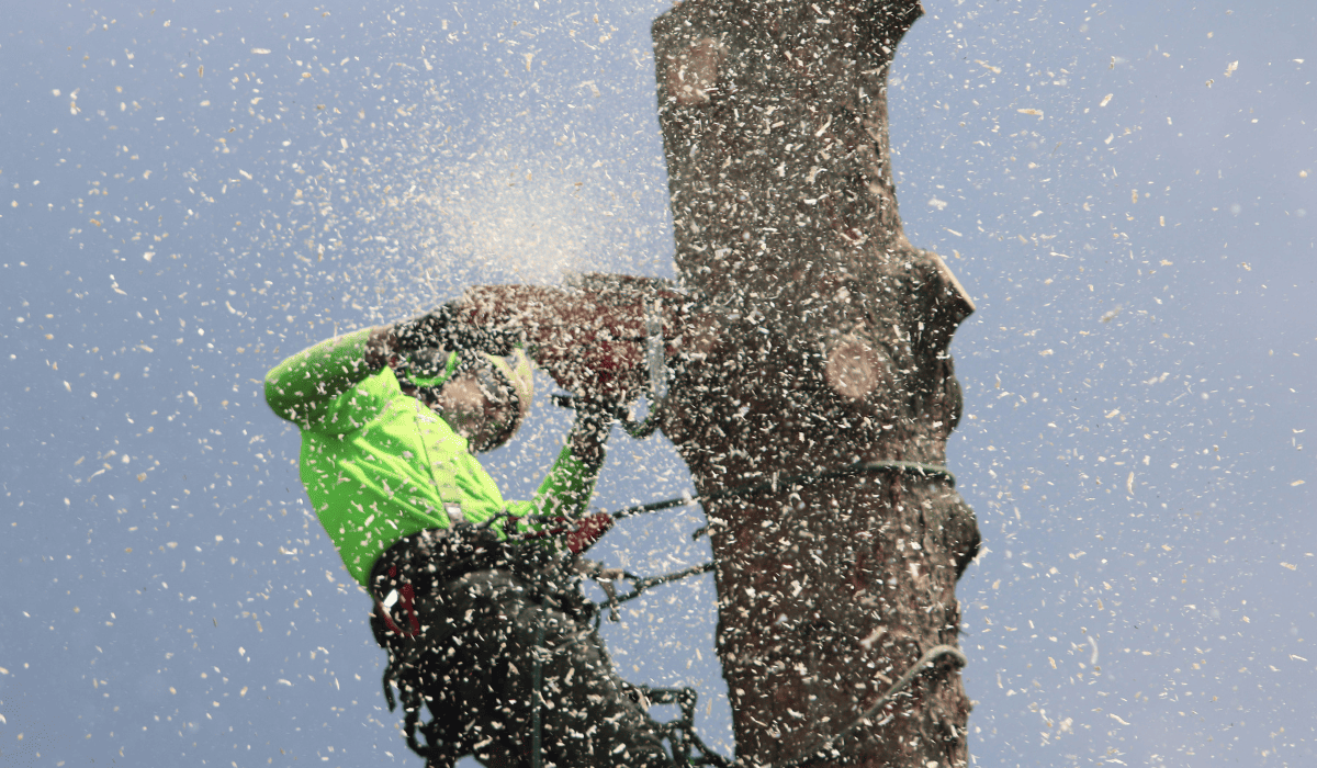 Tree Trimming